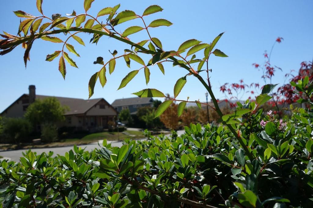  photo Bertollifringedstipulessmaller.jpg