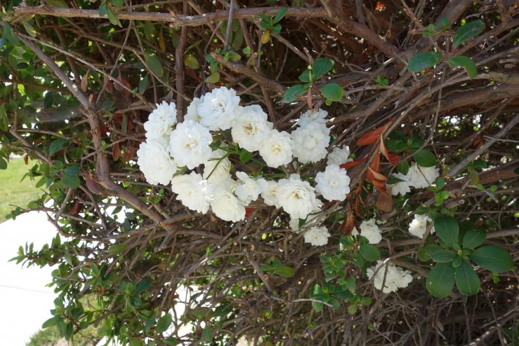  photo Bertollirosecloseupsmaller.jpg