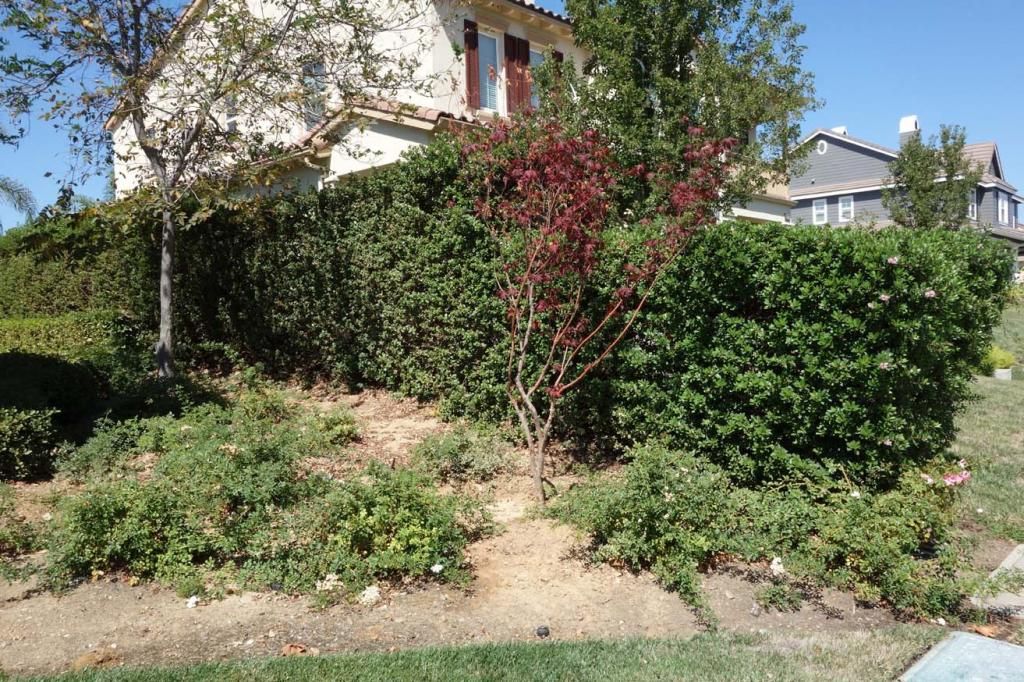  photo Bertollirosesettingsmaller.jpg