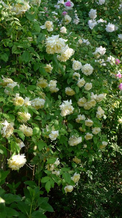  photo Celine227April12small.jpg