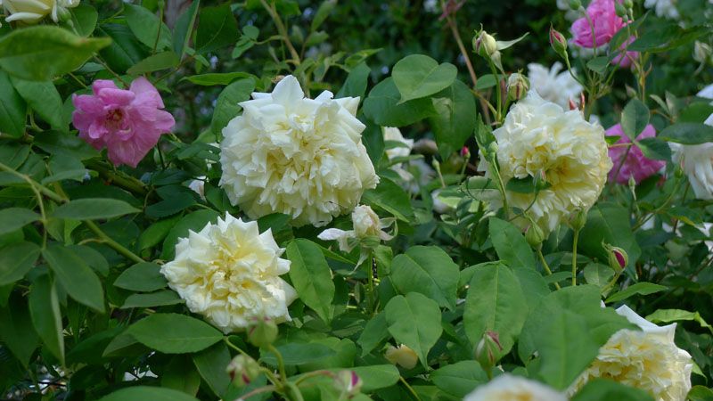  photo Celineandfriends27Apr12small.jpg