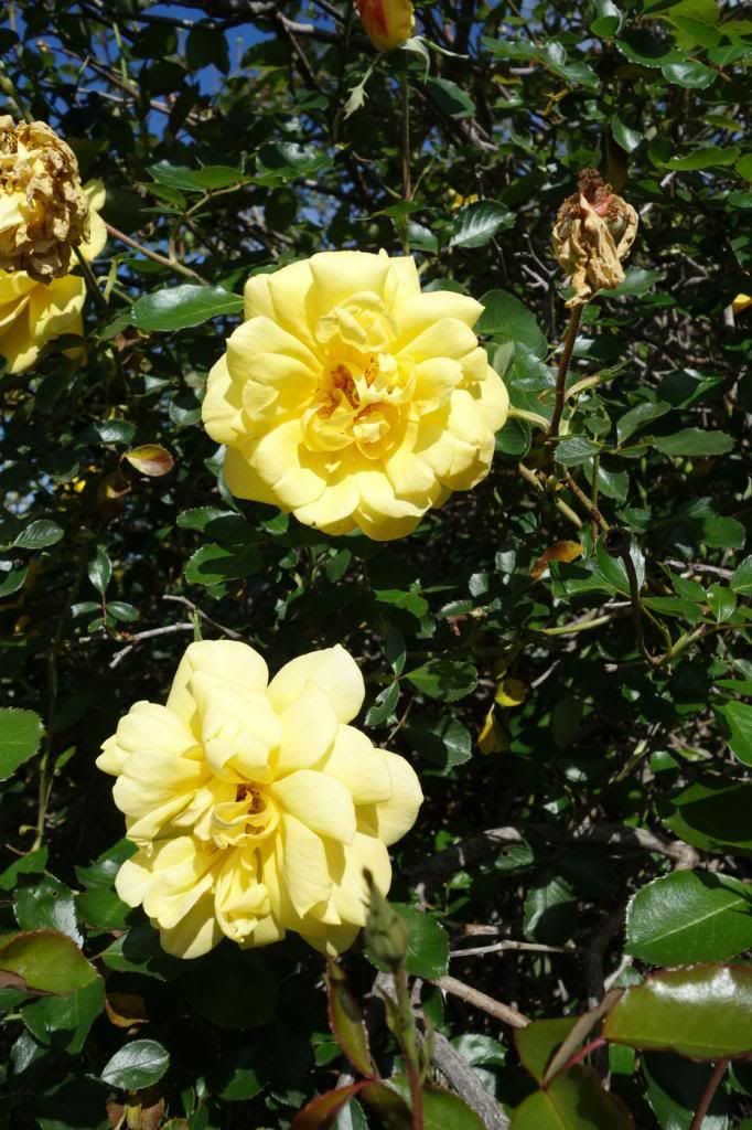  photo GS2flowerssmaller.jpg