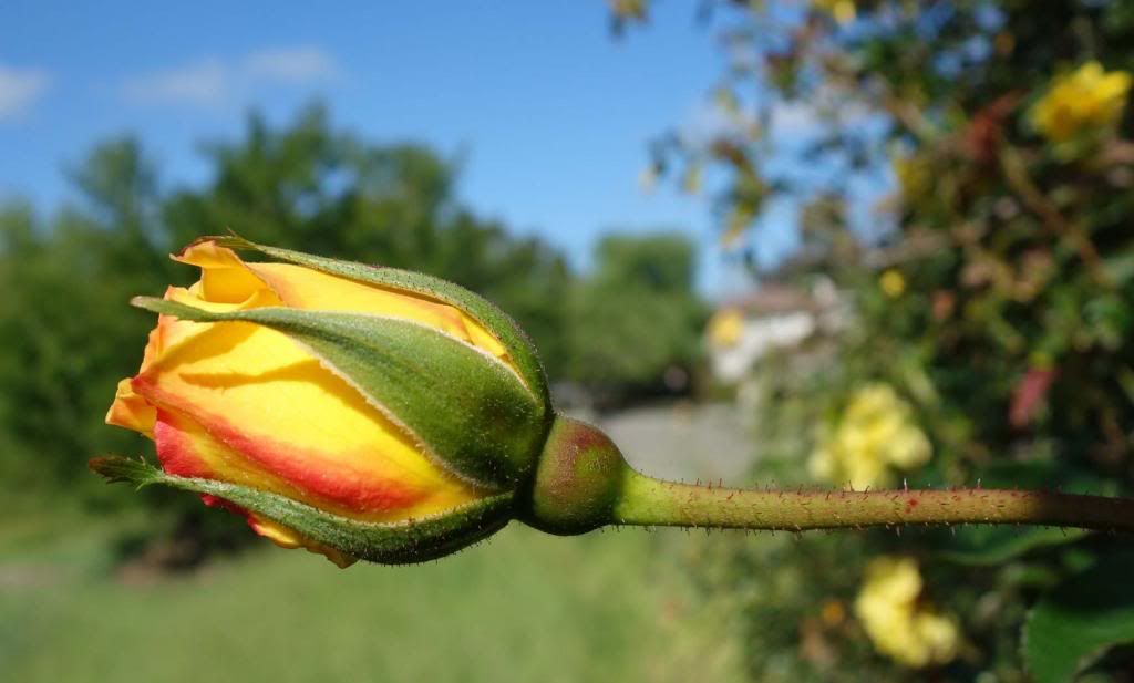  photo GSgoodsidebudsmaller.jpg