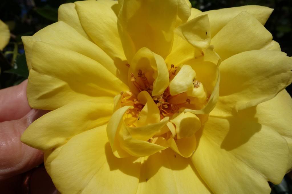  photo GSmoreredfilamentssmaller-1.jpg