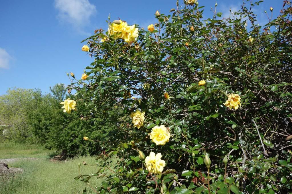  photo GSpartbushsmaller-1.jpg