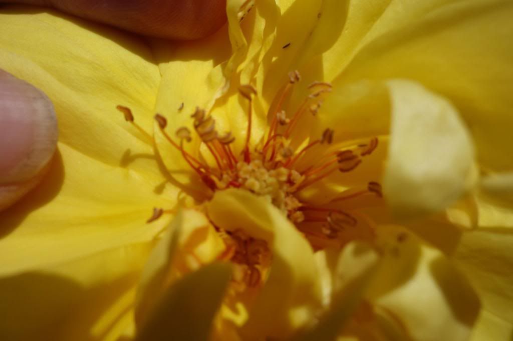  photo GSredfilamentssmaller-1.jpg