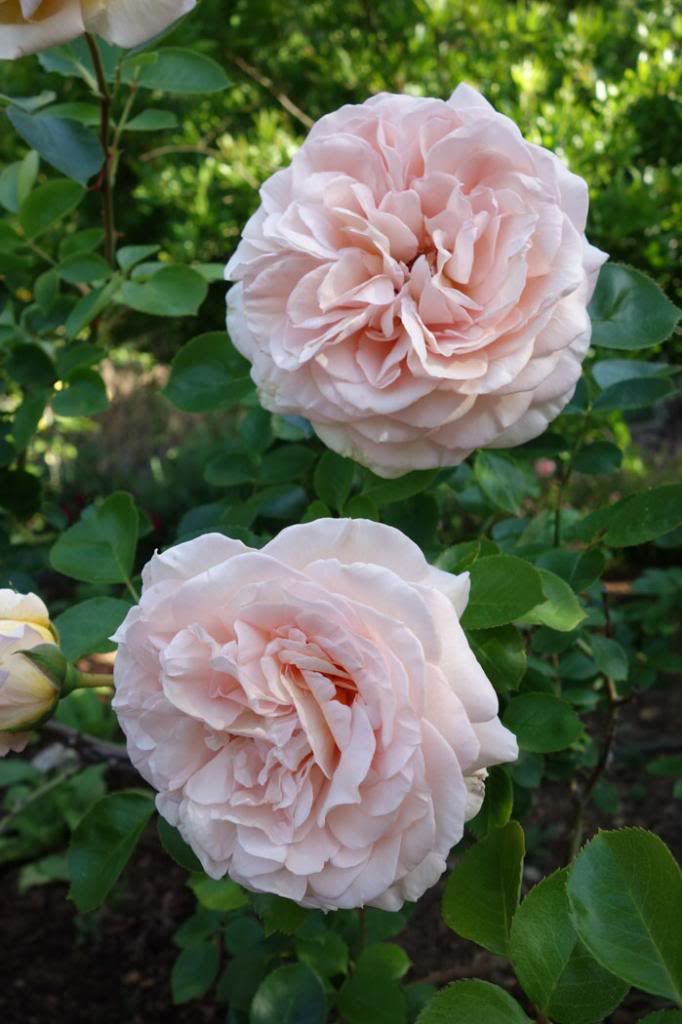  photo HHCclose522Apr13smaller-1.jpg