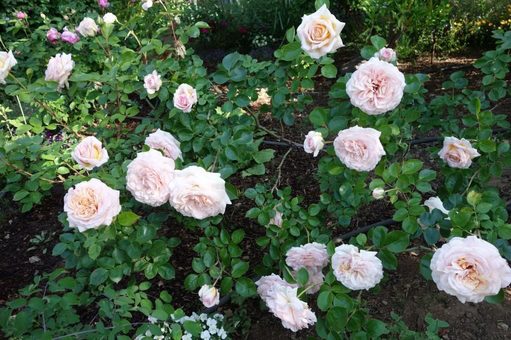  photo HHCwhole122Apr13smaller.jpg