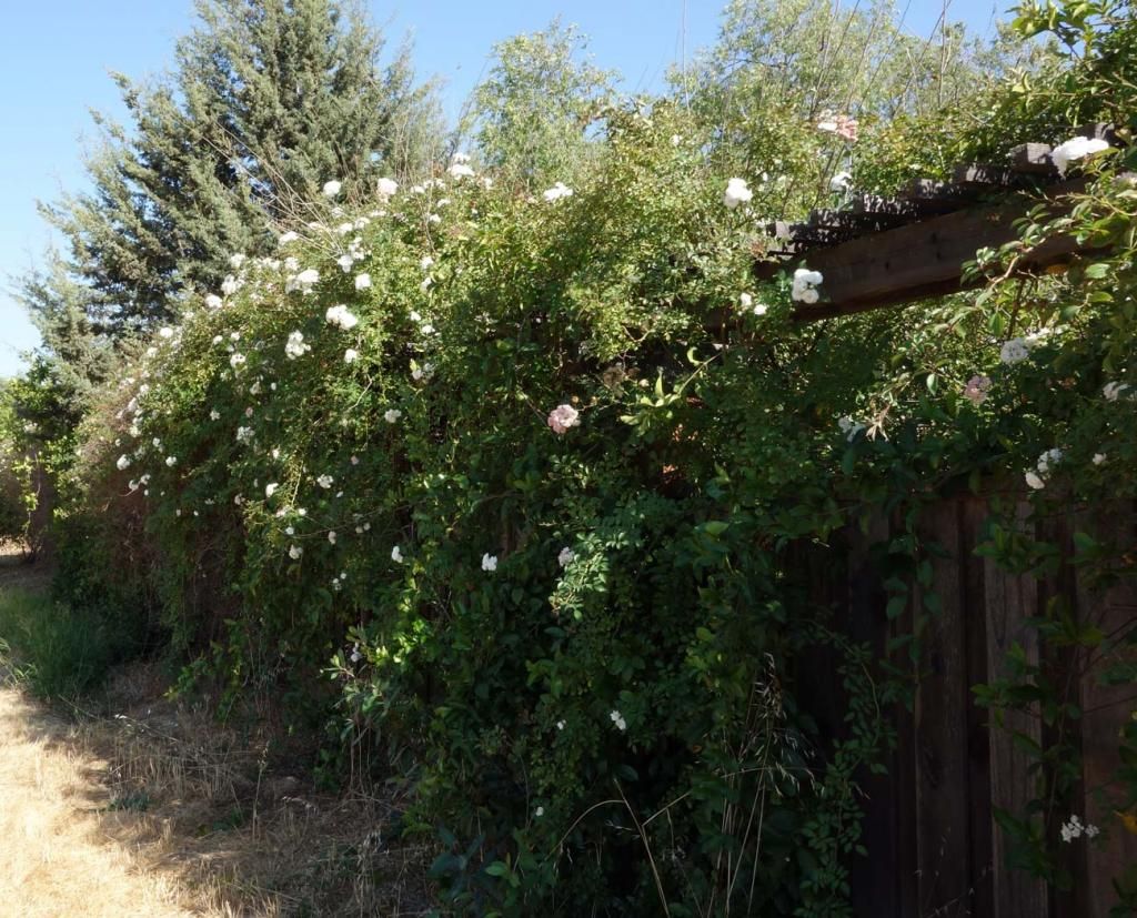  photo HansenNfence2smaller.jpg