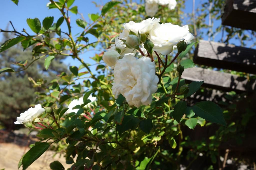  photo Hansenmysteryclosegoodsmaller.jpg