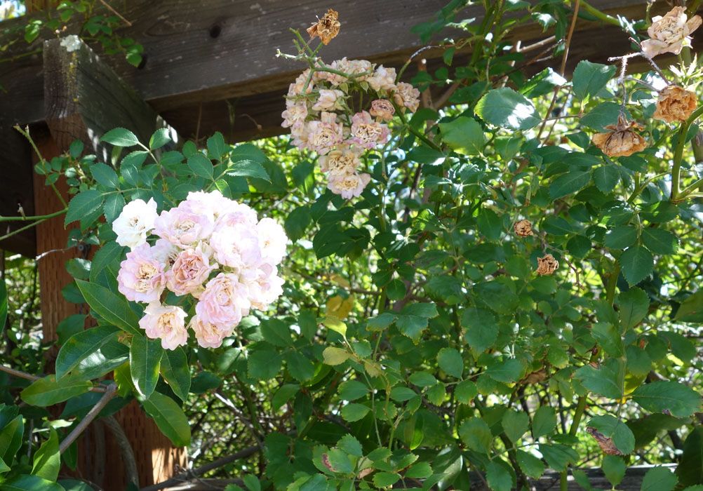  photo Hansenmysteryfadingflowerssmaller.jpg