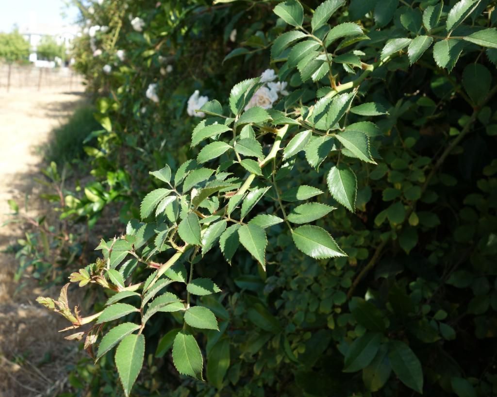  photo Hansenmysteryleavessmaller.jpg