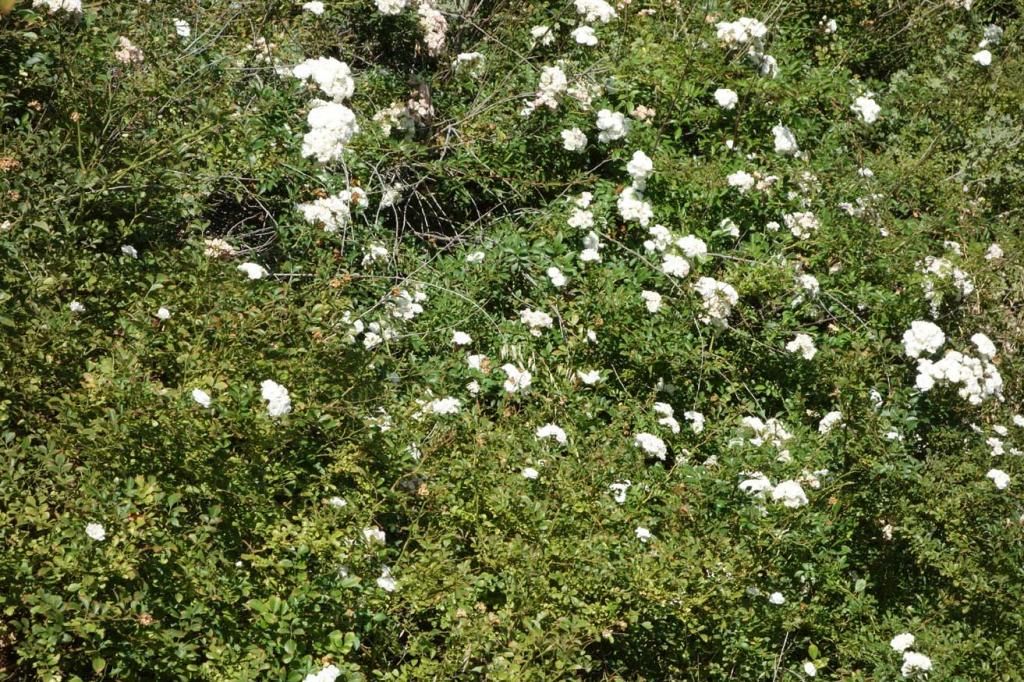  photo Hansenothersideoffencesmaller.jpg