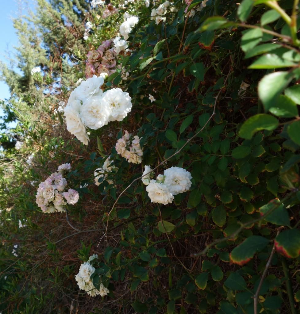  photo Hansenrose45sept14smaller.jpg