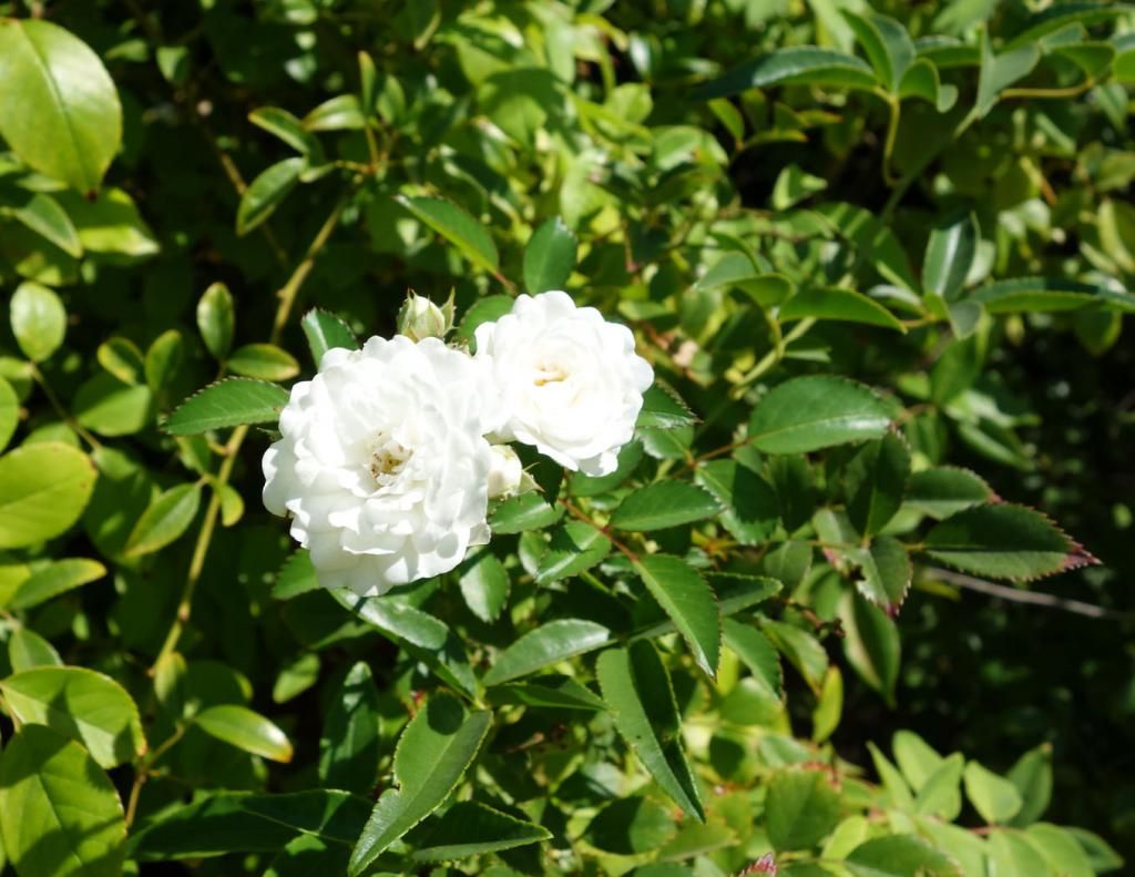  photo Hansenrose55sept14smaller.jpg