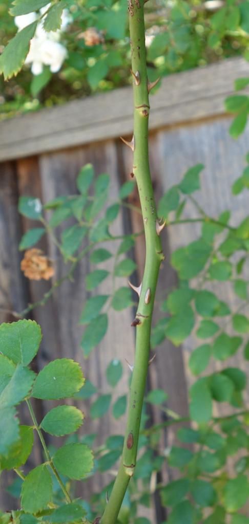  photo Hansenthorns2smallerbq.jpg