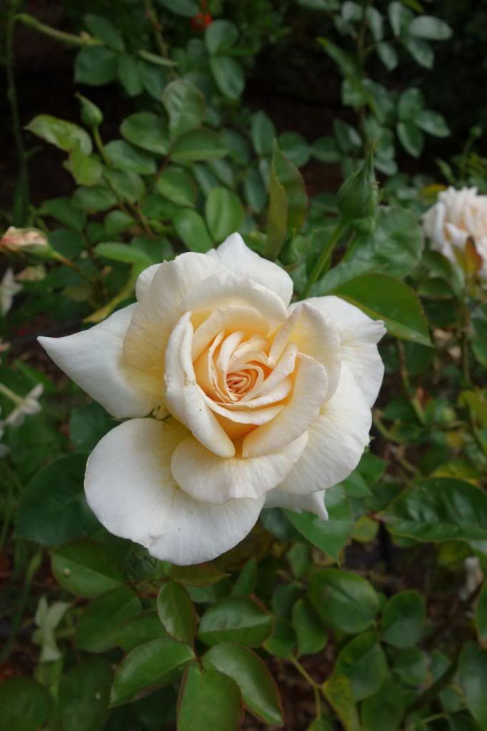  photo Hoagclose26June13smaller.jpg