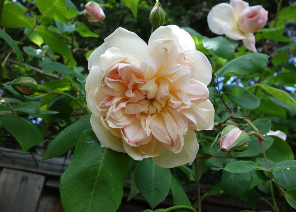  photo JauneDesprezfl11Apr13smaller.jpg