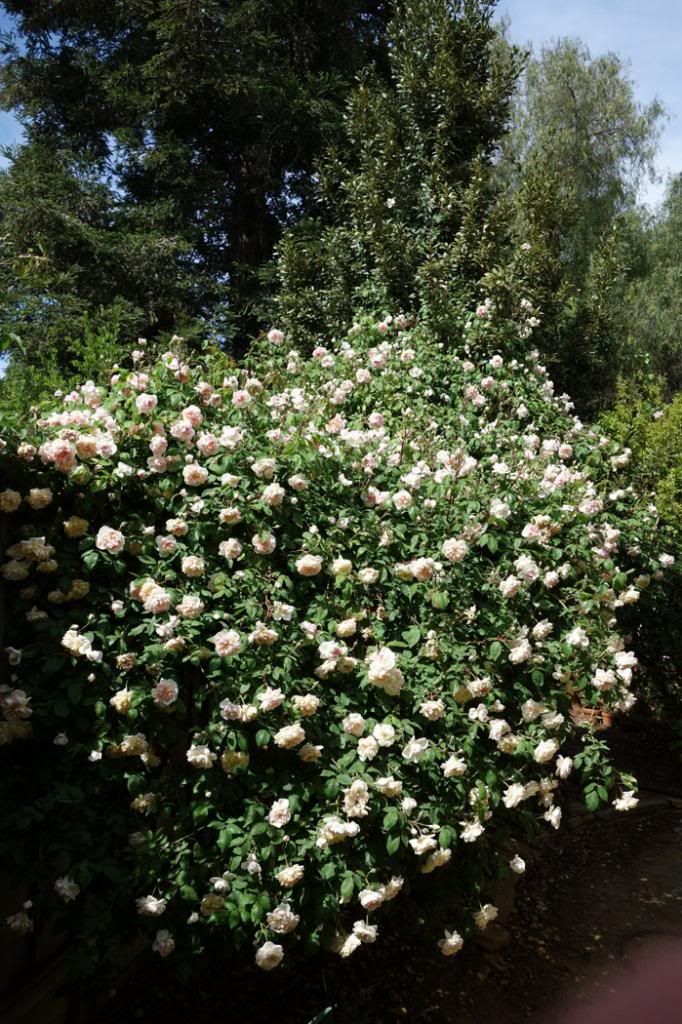  photo JauneDesprezwhole311Apr13smaller.jpg