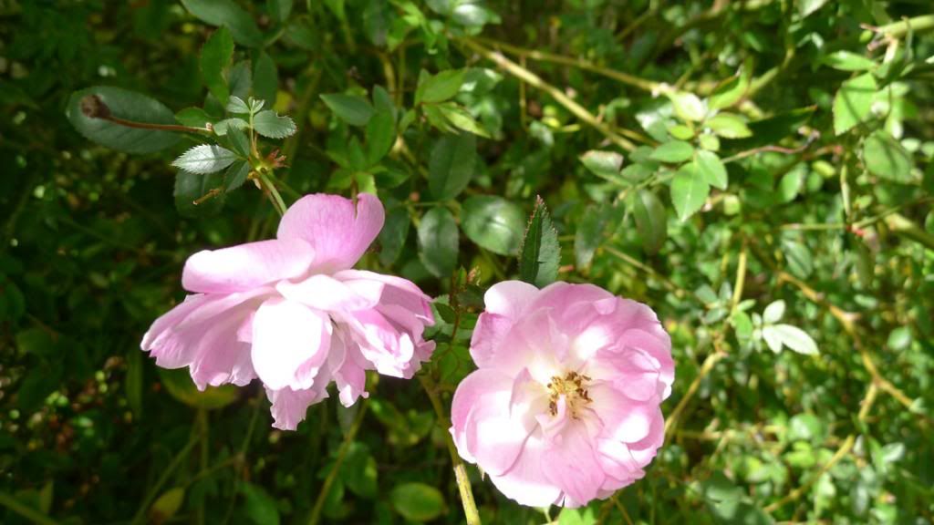  photo MysteryChina2smaller_zpsa509d996.jpg