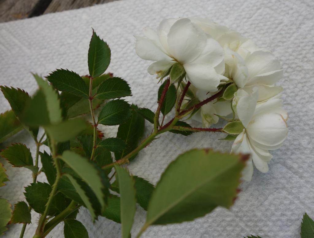  photo Pedicelsstipulessmaller.jpg