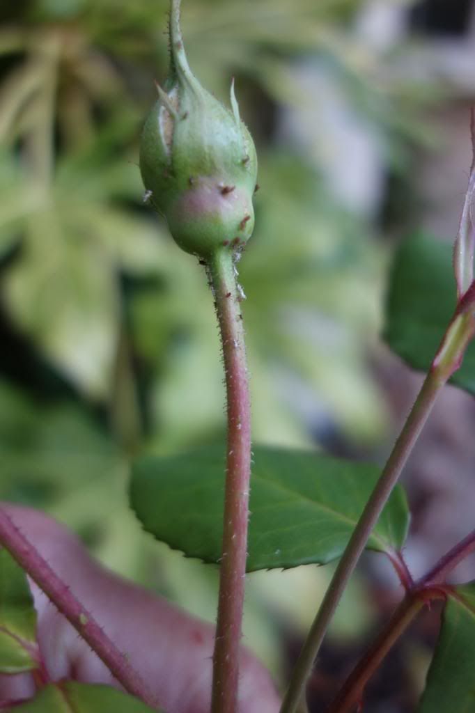  photo SBbudpedicelsmaller.jpg