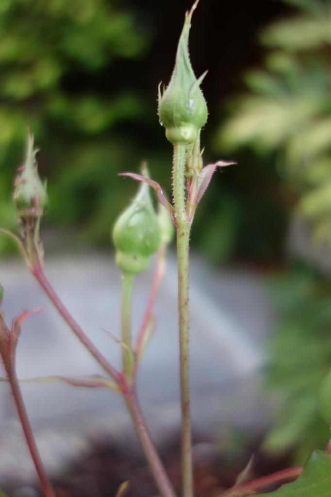  photo SBbudspedicelsmaller.jpg