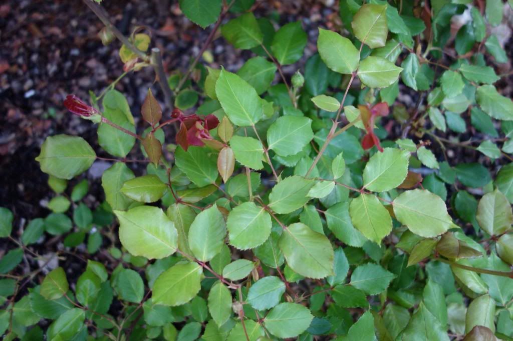  photo SBleavessmaller.jpg