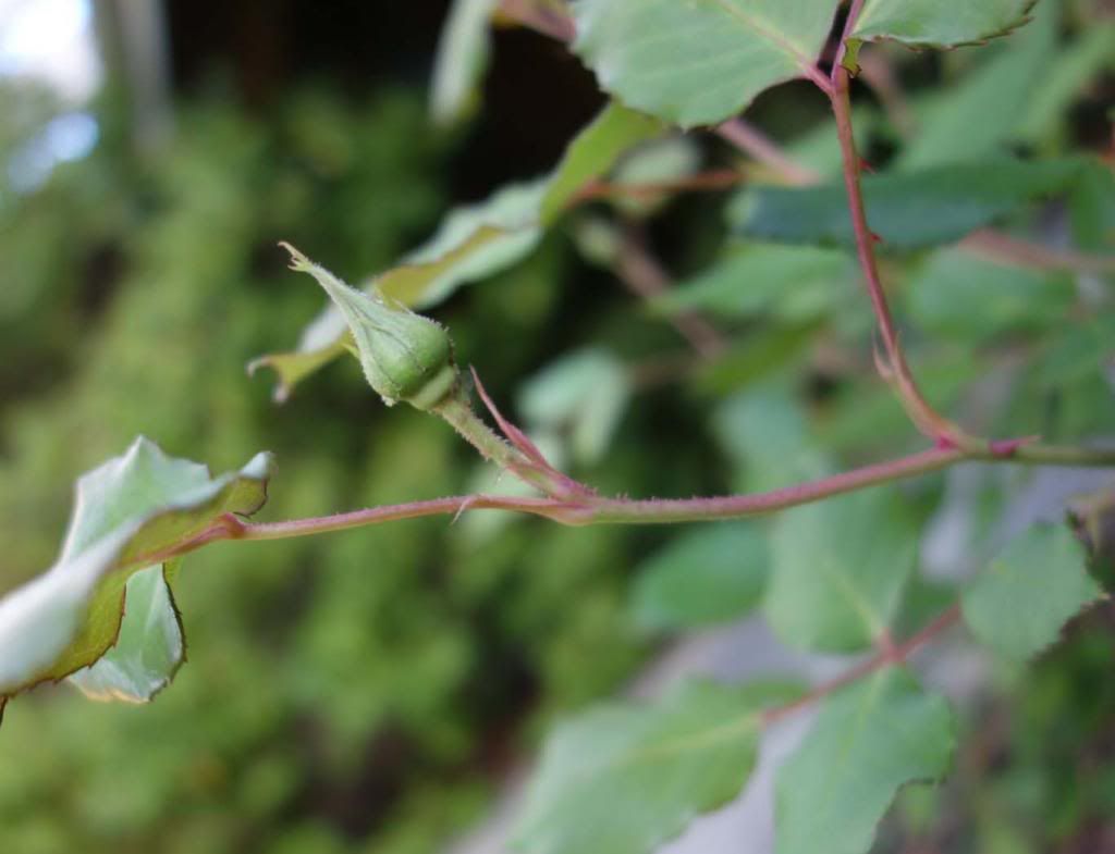  photo SBsidewaysbudsmaller.jpg