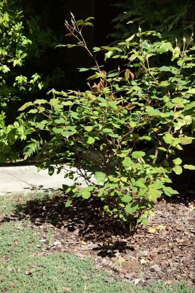  photo SBwholeplant3smaller.jpg