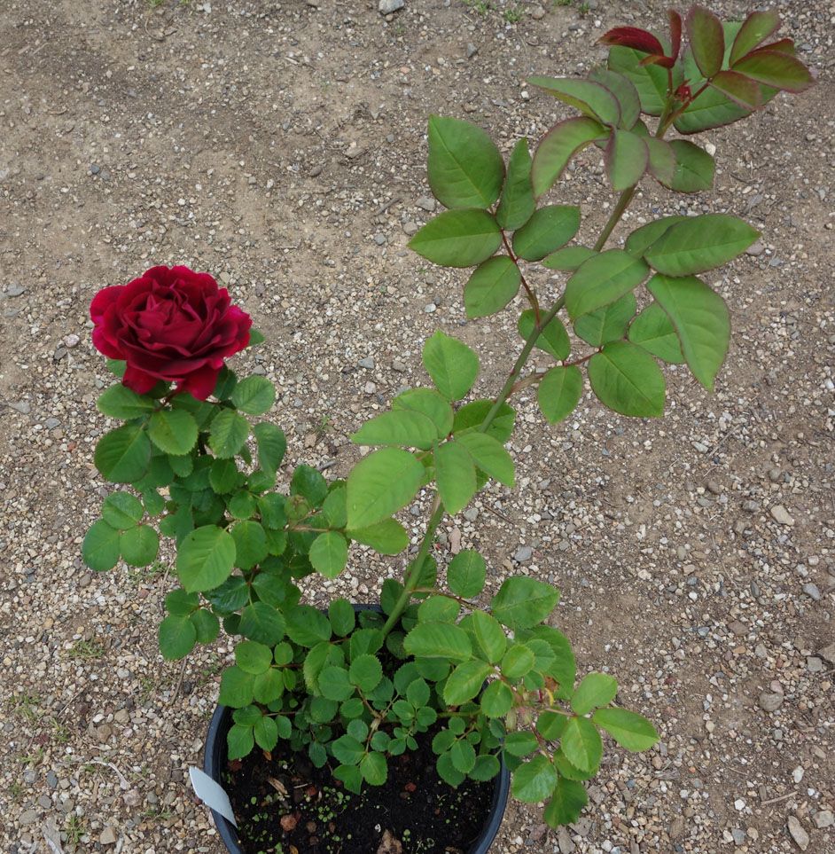  photo SDDJwholeplantsmaller.jpg