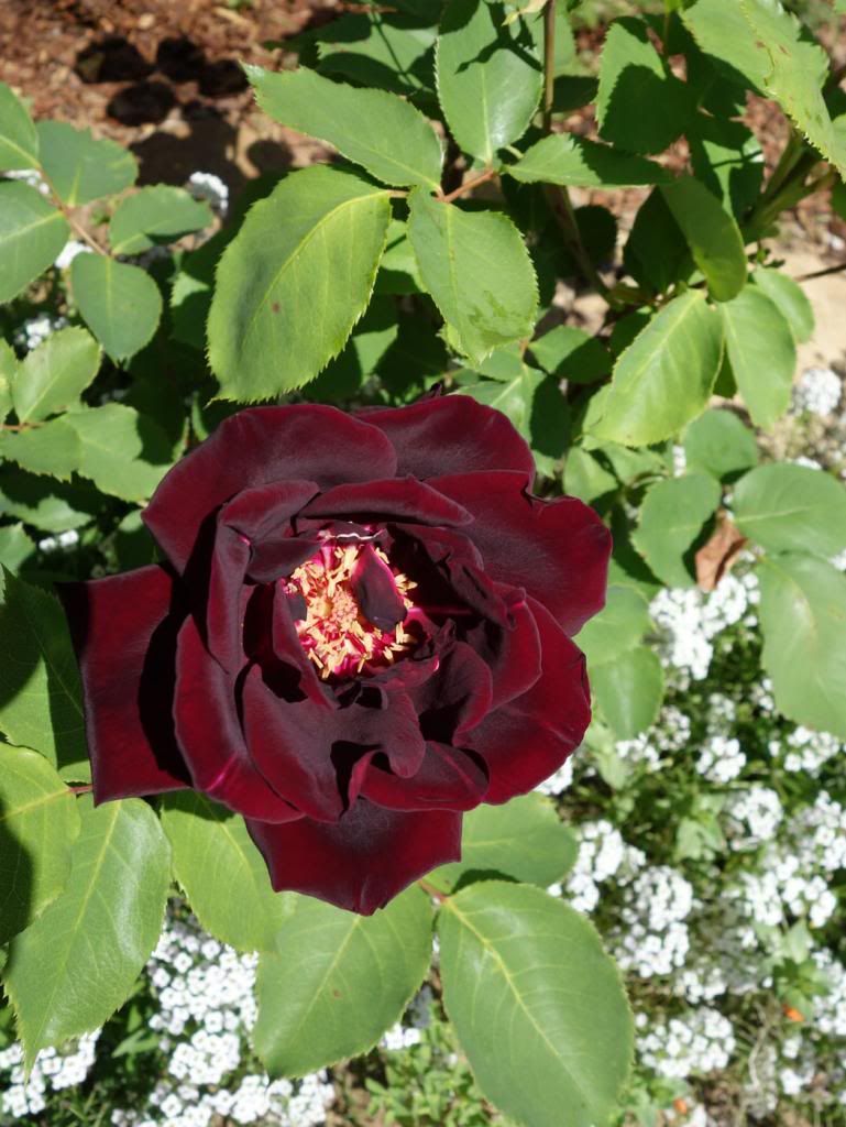  photo SanLeandroopensmaller.jpg