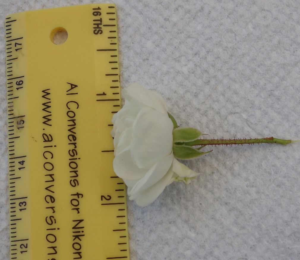  photo flowersizebettersmaller.jpg