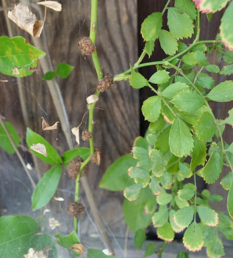  photo galls2smaller.jpg