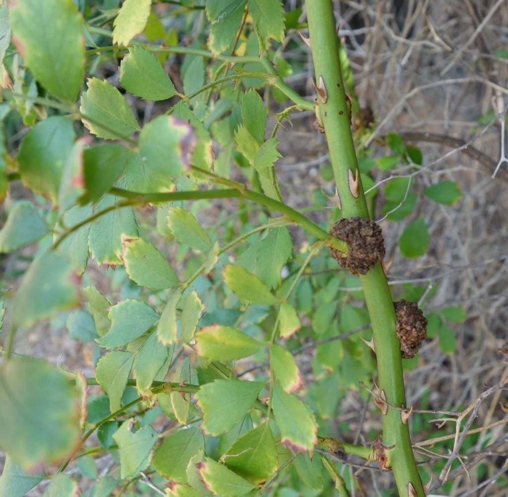  photo gallssmaller.jpg