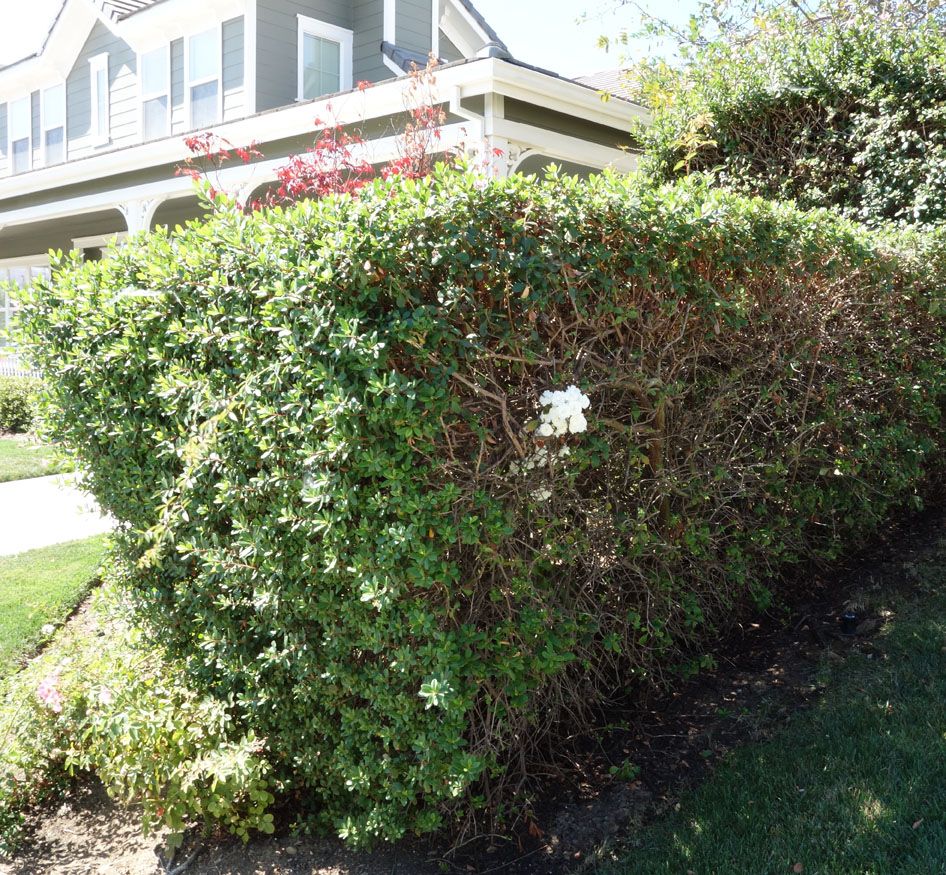  photo peekingbertollirosesmaller.jpg