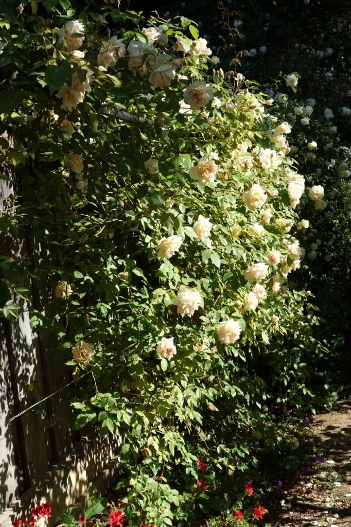  photo revedorsideways21Apr13.jpg