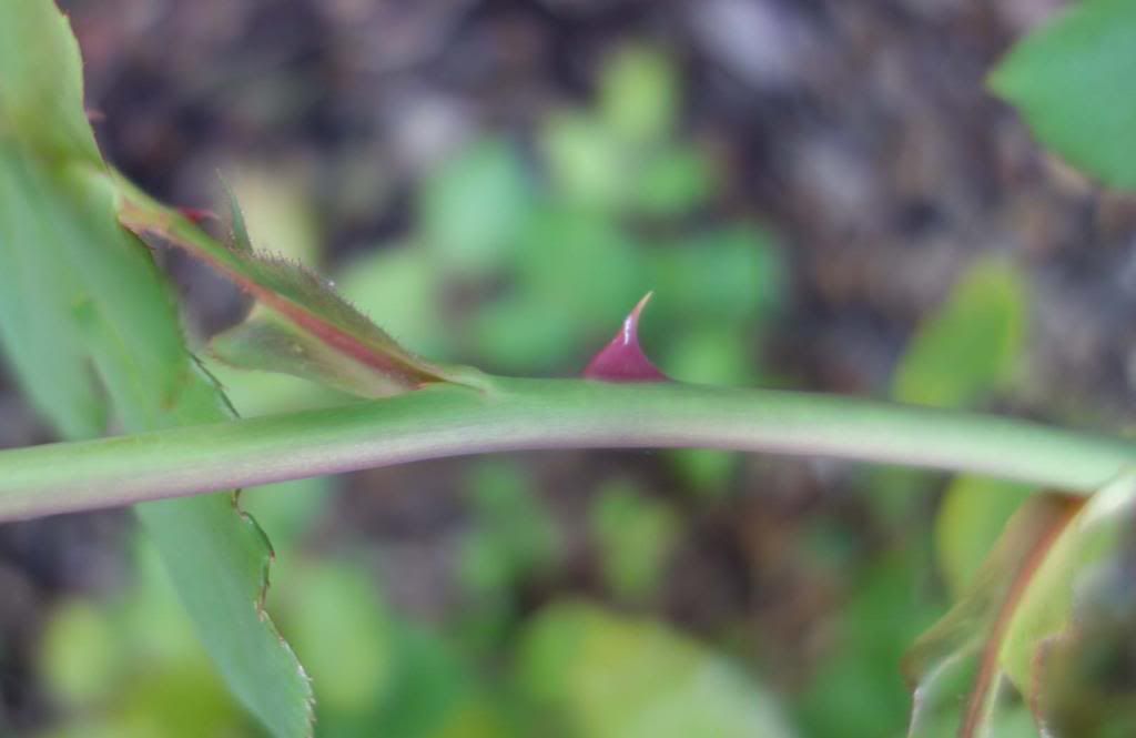  photo sbyoungspinesmaller.jpg