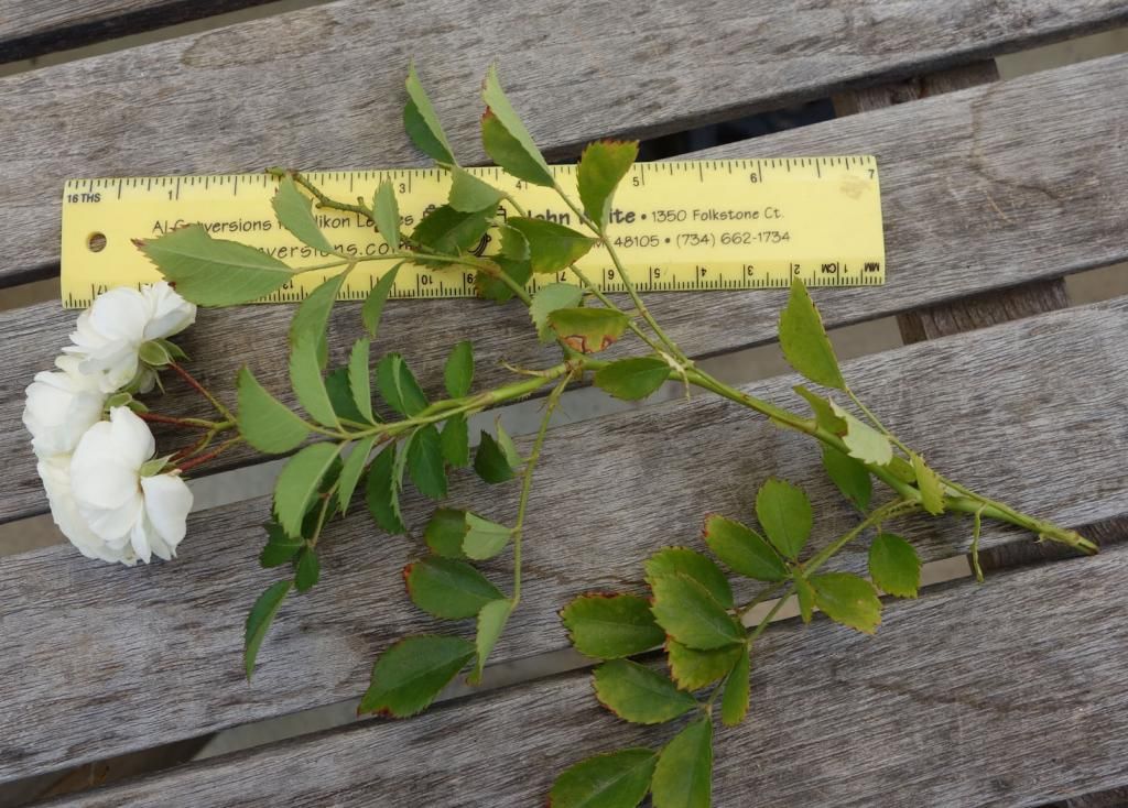  photo spraywithmetersmaller.jpg