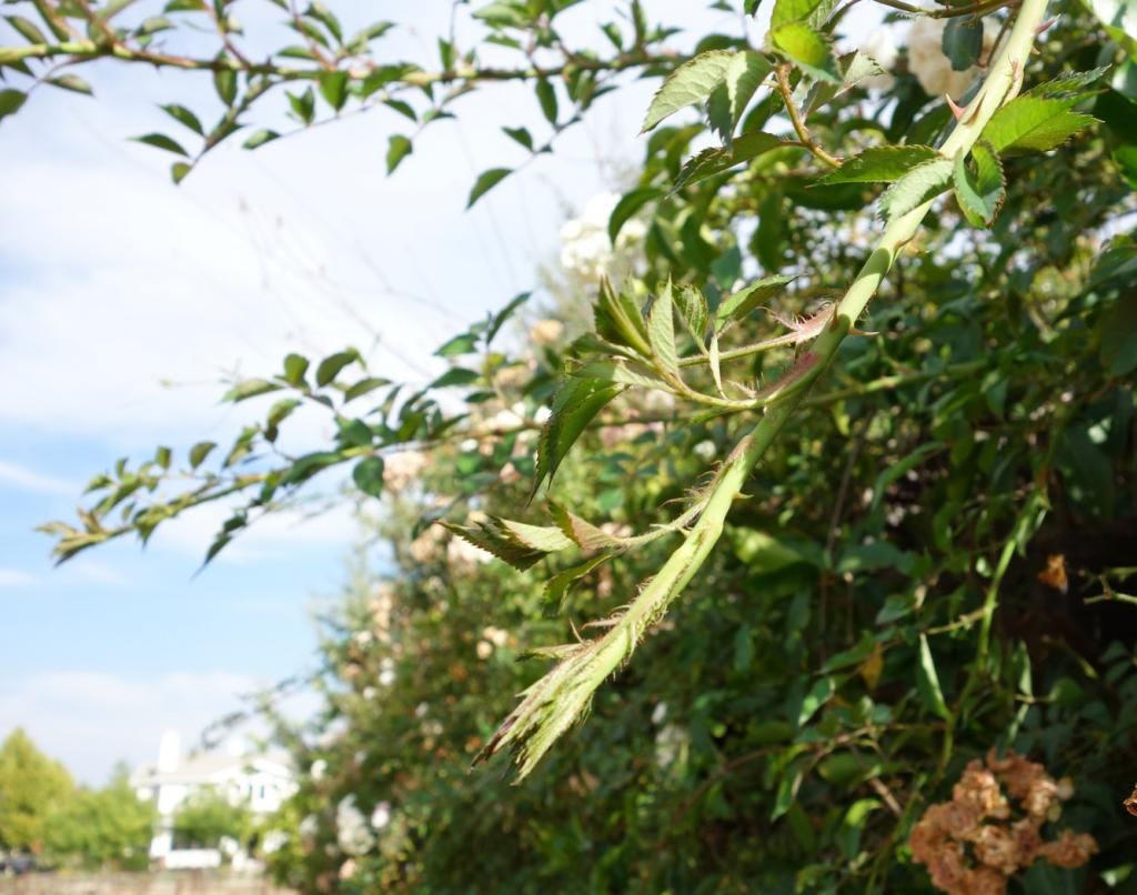  photo stipulesbacklitsmaller.jpg