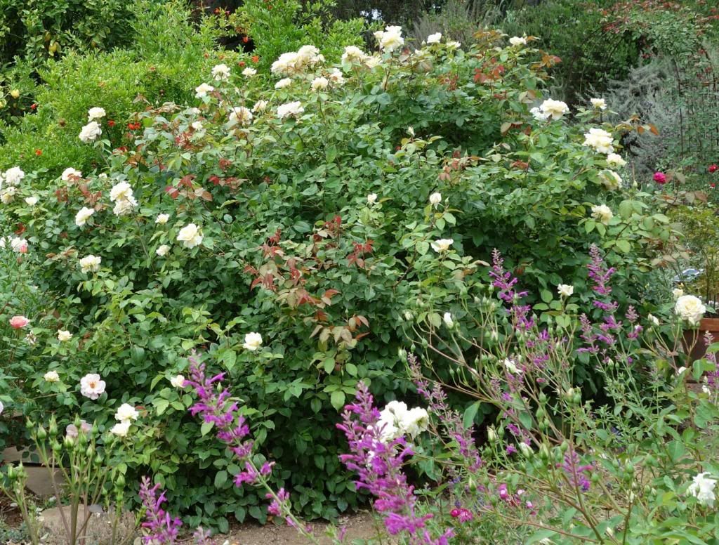  photo wholeetoile926June13smaller.jpg