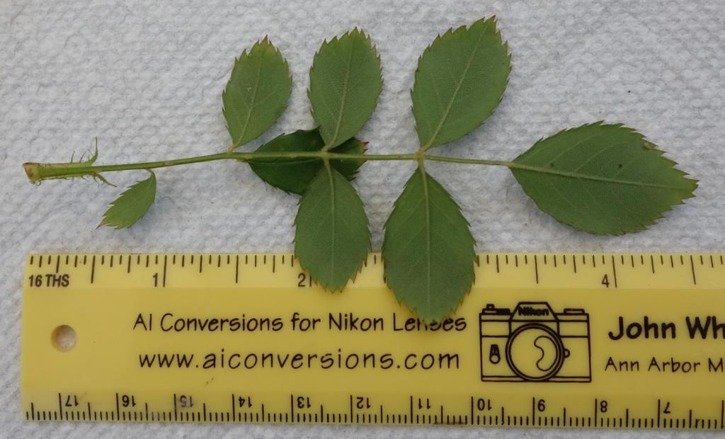  photo wholeoldleafbackbettersmaller.jpg