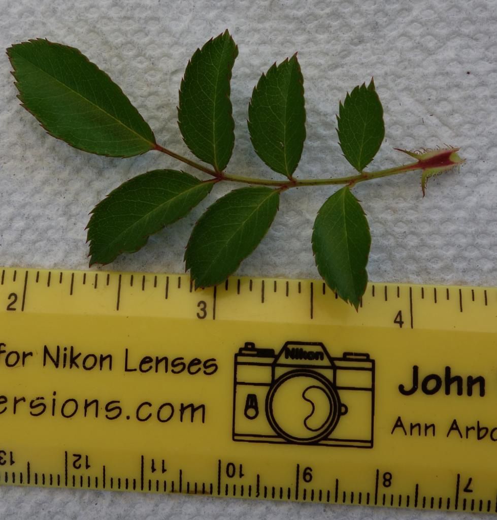  photo youngleaffrontsmaller.jpg