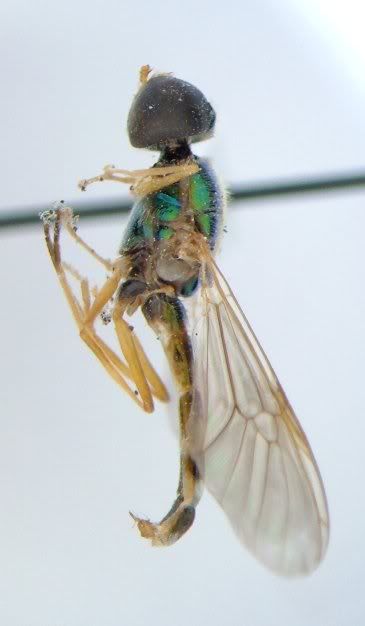 Diptera 01b