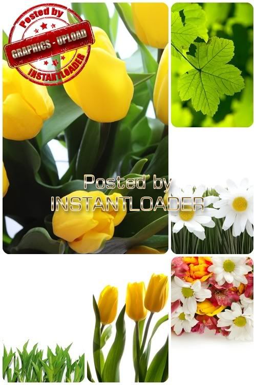 Flowers & Leaves - Stock Images