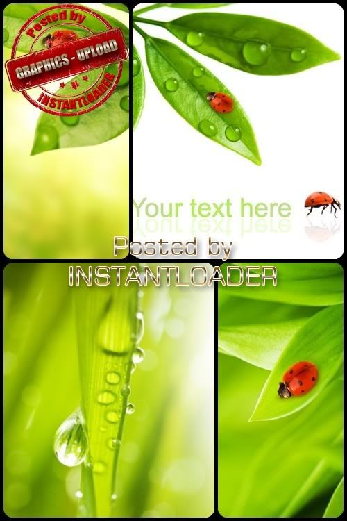 Ladybug On Leaves - Stock Images