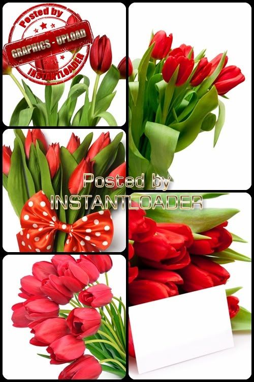 Red Tulips Bouquet - Stock Images