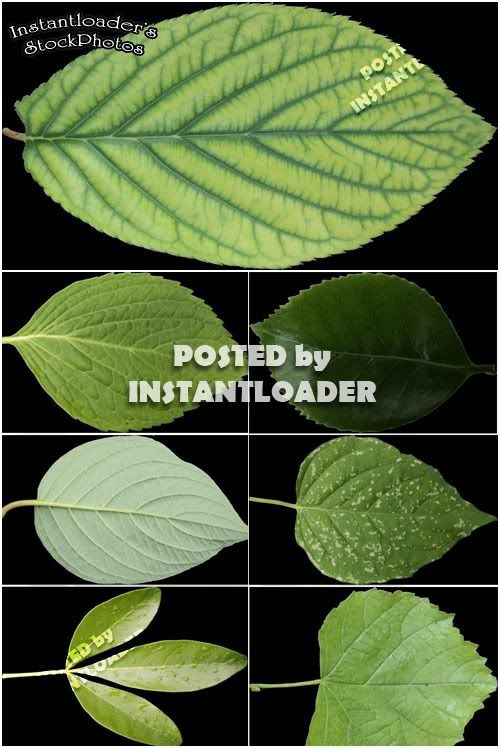 Green Leaves PNG - StockPhotos