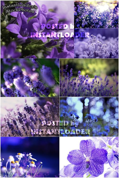 Violette Flowers - StockPhotos