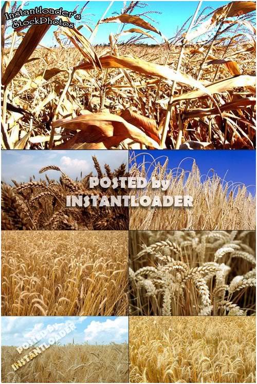 Wheat Fields - StockPhotos